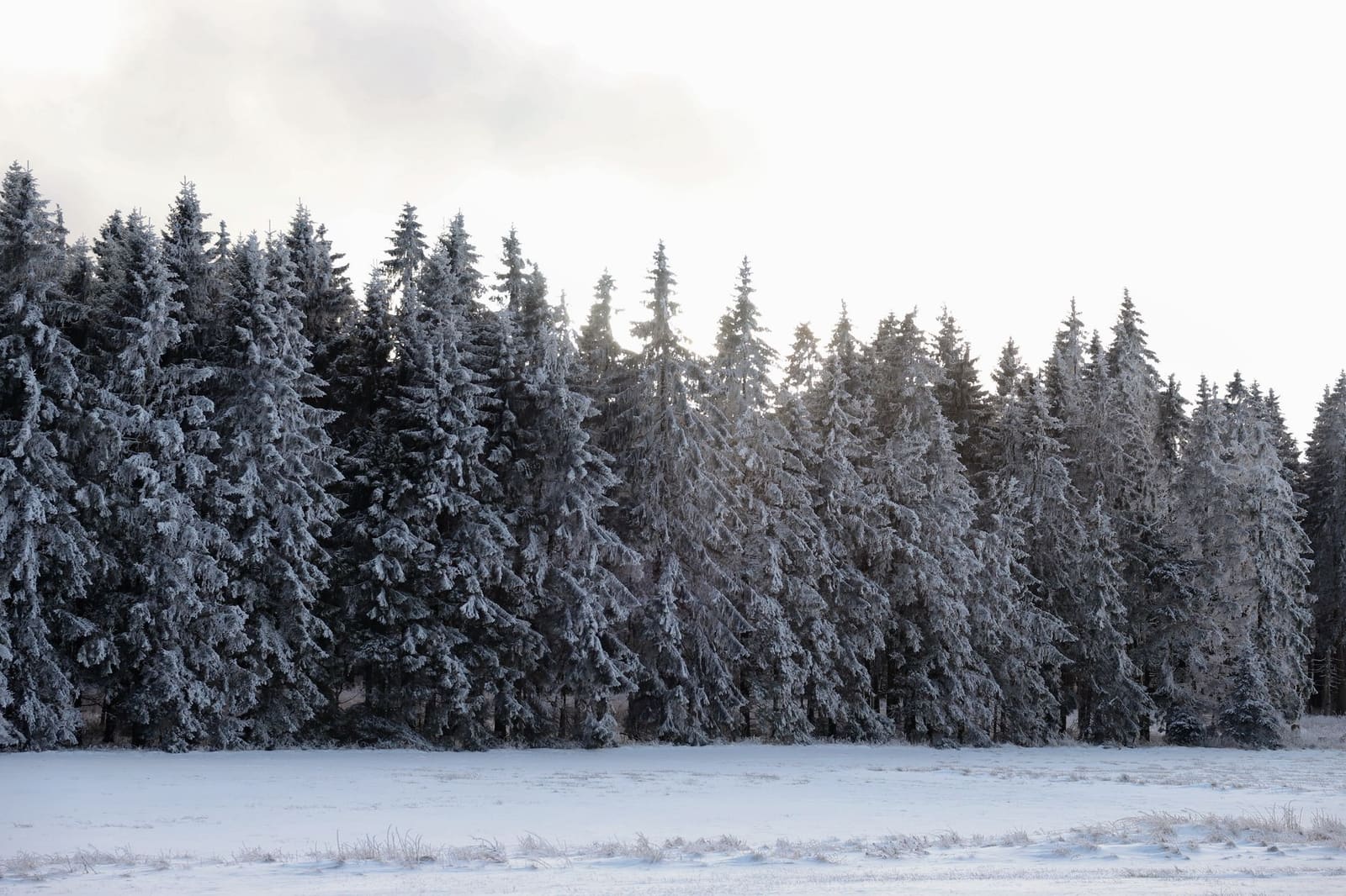 Snow-laden forests