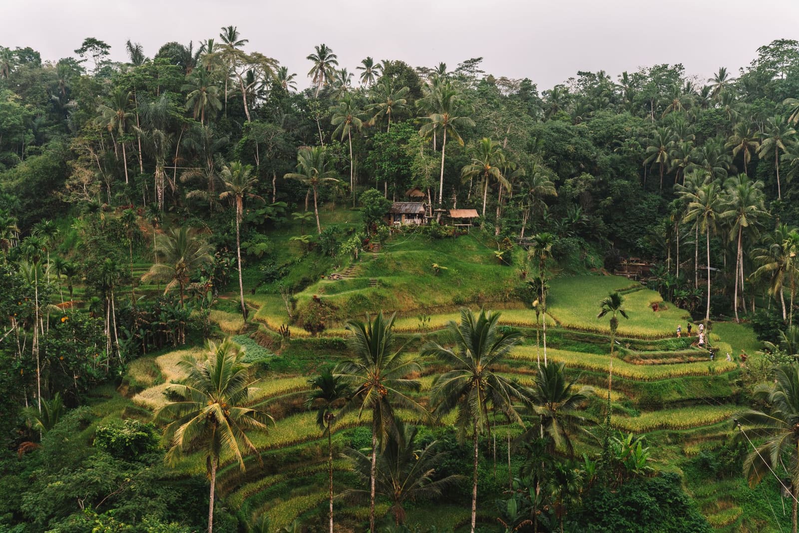 Tegallalang rice terraces