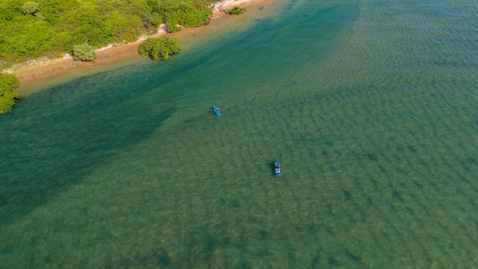Chapora Mangrove Kayak Tour photo 3